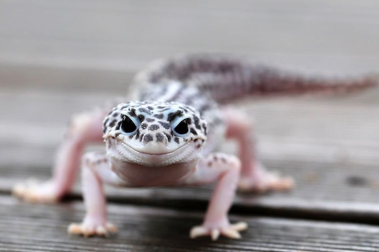 Simak 10 Fakta Unik Tokek yang Menarik untuk Diketahui, Salah Satunya Termasuk Hewan Berumur Panjang