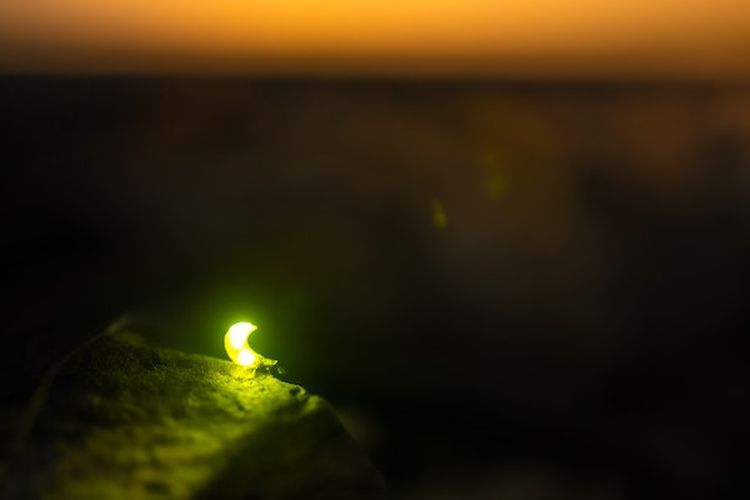 Inilah 5 Fakta Unik Tentang Kunang-kunang yang Perlu Kamu Ketahui, Ternyata Fungsi Cahaya di Perutnya…