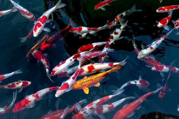 Menakjubkan! Ikan Koi Ternyata Bisa Hidup Hingga 60 Tahun, Berikut Fakta Unik Tentang si Raja Ikan