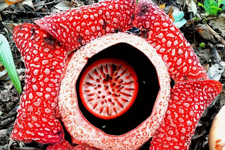 Unik! Bunga Rafflesia Terbesar di Dunia Ternyata Pernah Tumbuh di Danau Maninjau, Sumatera Barat