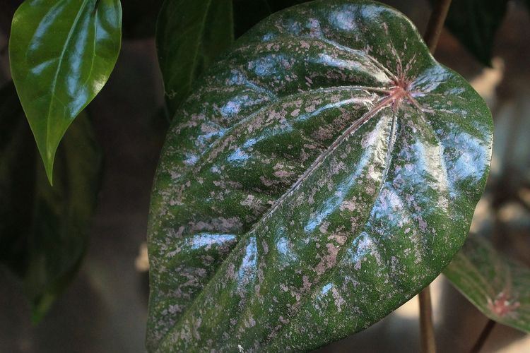 7 Manfaat Daun Sirih yang Sering Diabaikan, Bisa untuk Kesehatan Gigi dan Mulut hingga Cegah Kanker Serviks