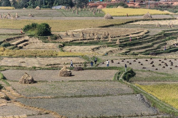 Ribuan Hektar Kebun Singkong dan Sawah Padi di Kalteng Gagal Panen, Proyek Food Estate Terancam Mangkrak?
