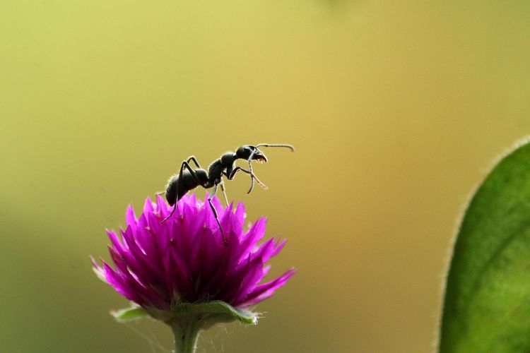 Ternyata Semut Tidak Punya Paru-paru Untuk Bernafas, Tapi Hanya Menggunakan Ini, Simak Penjelasannya!