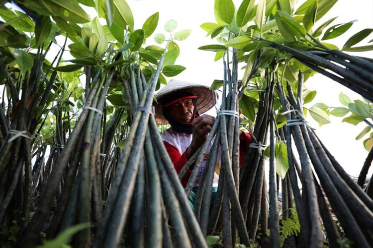 Diresmikan Megawati, Wisata Mangrove di Surabaya Hadirkan Kebun Raya Tematik Pertama di Indonesia