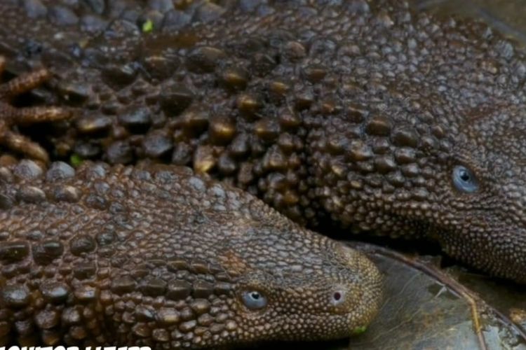 Mengenal Hewan Langka Misterius Asal Kalimantan Barat, Benarkah Ada Biawak Tak Bertelinga?