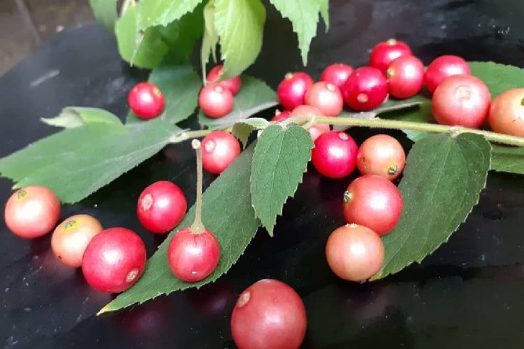 Kecil-kecil Cabe Rawit! 5 Khasiat Buah Kersen untuk Kesehatan Tubuh, Ukuran Mini Tapi Punya Banyak Manfaat!