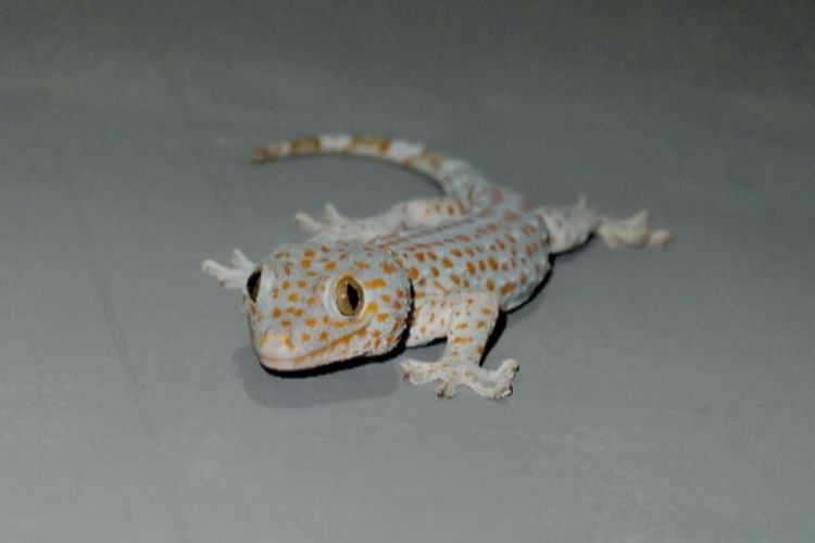 Banjir Pujian! Netizen TikTok Panggil Damkar Hanya untuk Tangkap Tokek di Kamar Kos Kota Batu, Jawa Timur