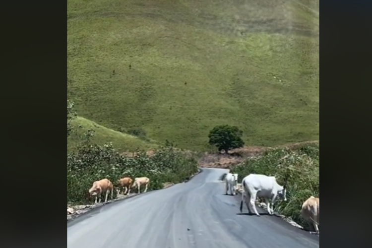 6 Jam dari Medan, Hidden Gem di Sumatera Utara Indahnya Bak Switzerland, Bukan di Kabupaten Toba Tapi di…