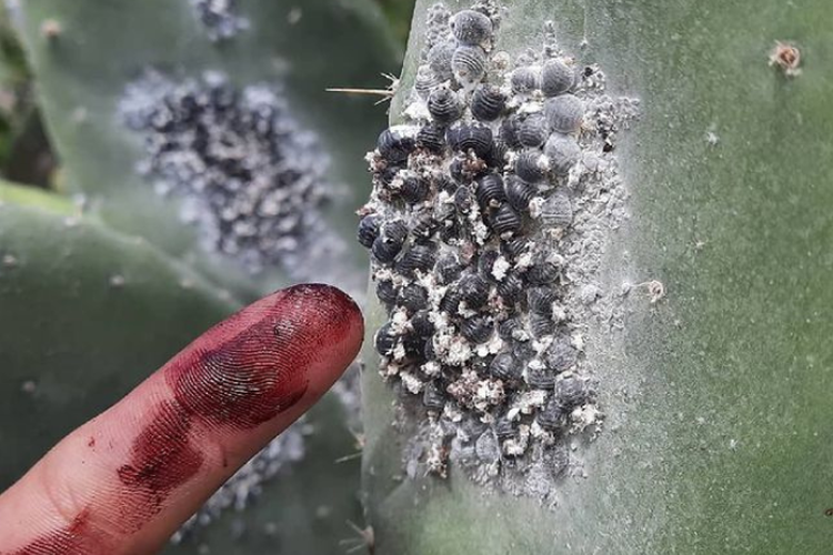 Hukum Halal atau Haram Karmin, Pewarna Makanan yang Berasal Dari Serangga, Ini Kata Buya Yahya!