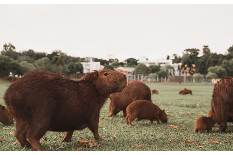 Hidup Nyaris Tanpa Prahara! Inilah Fakta Unik Dibalik Hewan Kapibara, Sampai Dijuluki MASBRO