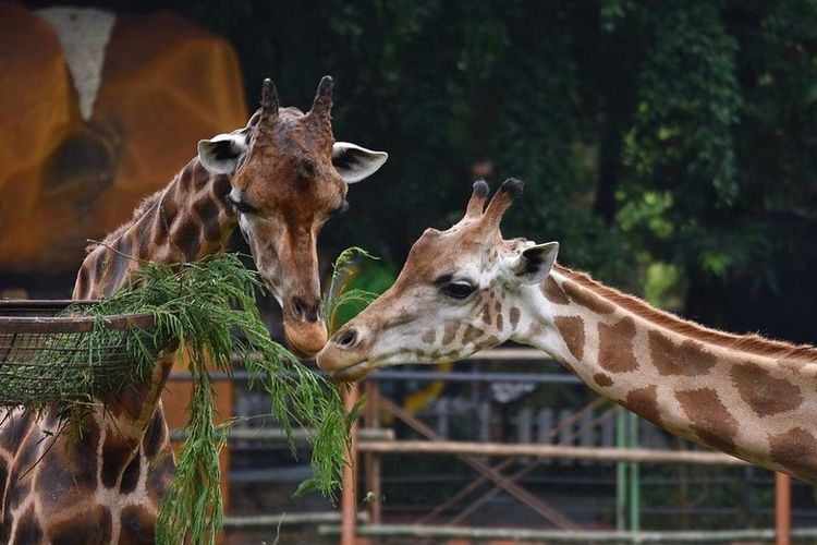 Tawarkan Kebun Binatang Terlengkap, Wisata Jatim Park 2 di Batu Jawa Timur Siap Temani Waktu Healing