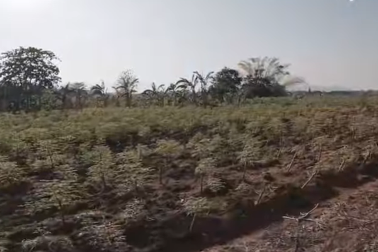 Luasnya 23 Hektar, Lahan di Daerah Kabupaten Gowa Sulawesi Selatan Ini Bakal Jadi Percontohan Budidaya Pisang