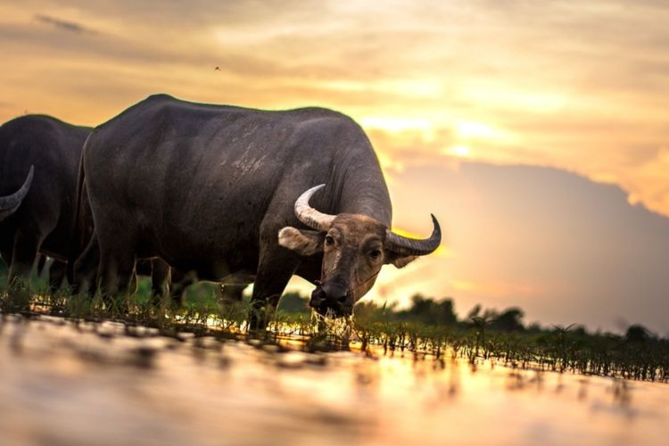 Ada Sejak Abad ke-14 M, Sebuah Danau di Kalimantan Timur Dijadikan Ternak Kerbau, Intip Sisi Unik Lokasinya