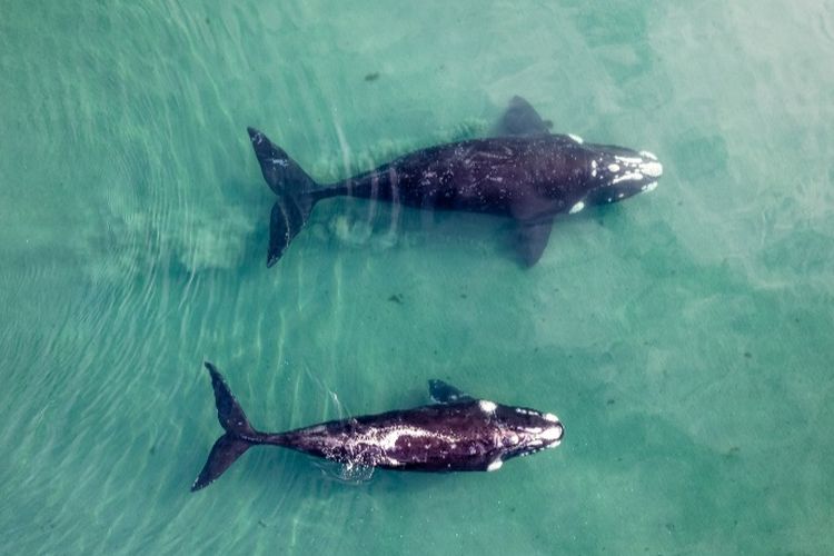 Bikin Geger! Hiu Paus Berbobot 1 Ton Terdampar di Pantai Jimbrana Bali, Penyebab Kematiannya…