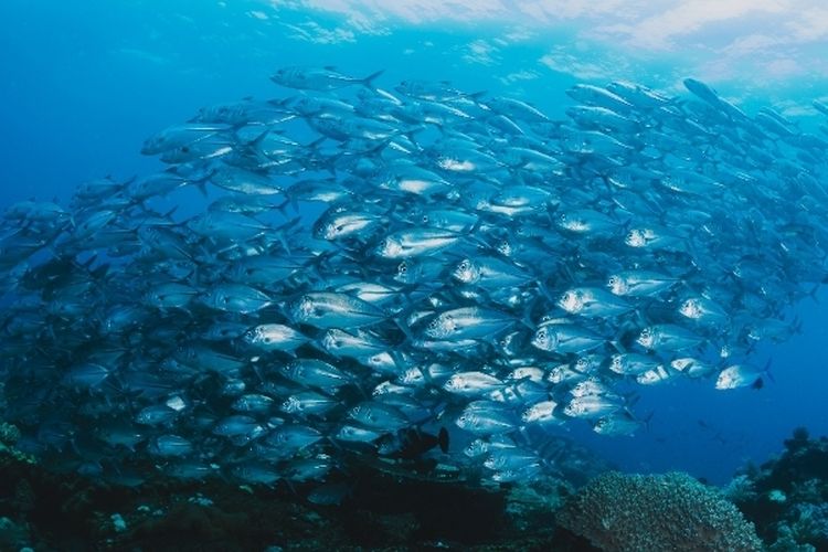 Pemanasan Global Sebabkan Ukuran Ikan di Laut Menyusut? Studi Ungkap Dampak Mengerikan Perubahan Suhu Air