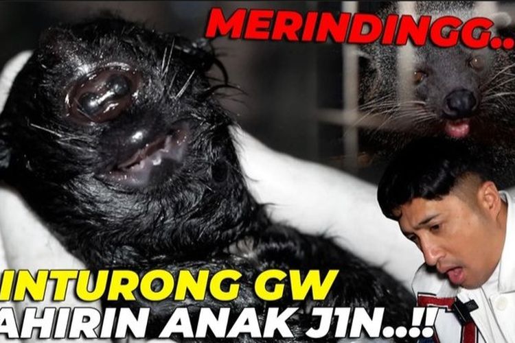 Heboh Binturong Milik Irfan Hakim Lahirkan ‘Bayi Jin’, Disebut Bermata Satu dan Punya Tanduk, Menyeramkan!