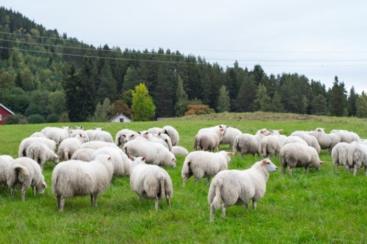 Tak Habis Pikir! Sekumpulan Domba di Yunani Mabuk Usai Makan 300 Kg Ganja Medis, Kok Bisa?