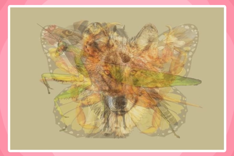 Tes Kepribadian: Gambar Hewan Apa yang Pertama Kali Kamu Lihat? Tebak Gambar Ini Akan Bantu Ungkap Kepribadian