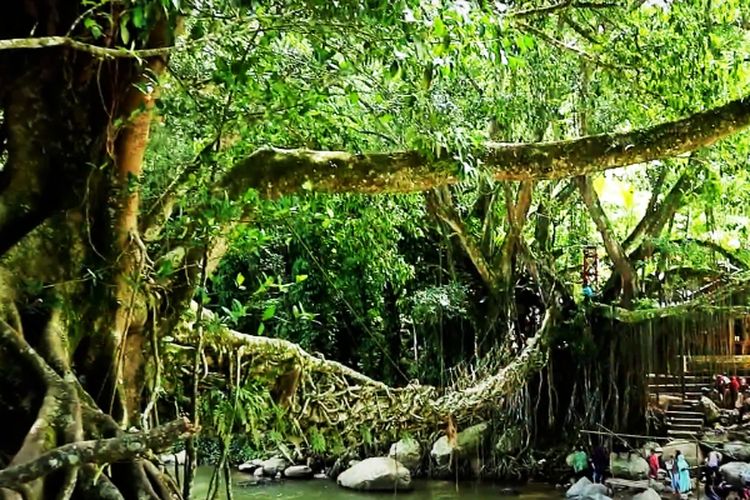 Butuh 26 Tahun, Jembatan Indiana Jones di Pesisir Selatan Sumatera Barat Ini Dirajut dari Lilitan Akar Pohon?