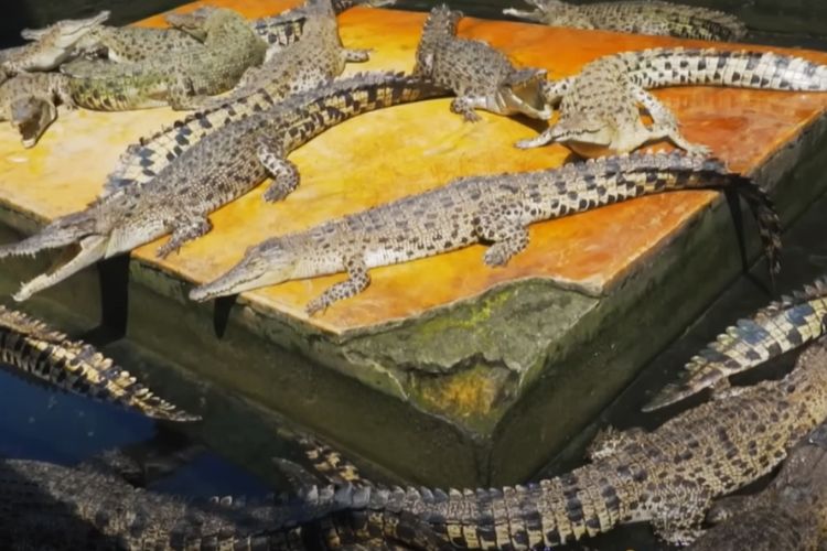 Ngeri Sedap! Belakang Warung Mungil di Medan Sumatera Utara Ini Ternyata Ada 2.500 Ekor Buaya, Kok Bisa?