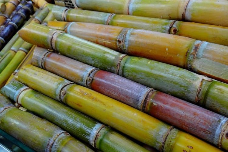 Daerah Manis! Bukan Magelang atau Klaten, Ini 5 Kabupaten Penghasil Tebu Terbanyak di Jawa Tengah, Bisa Tebak?
