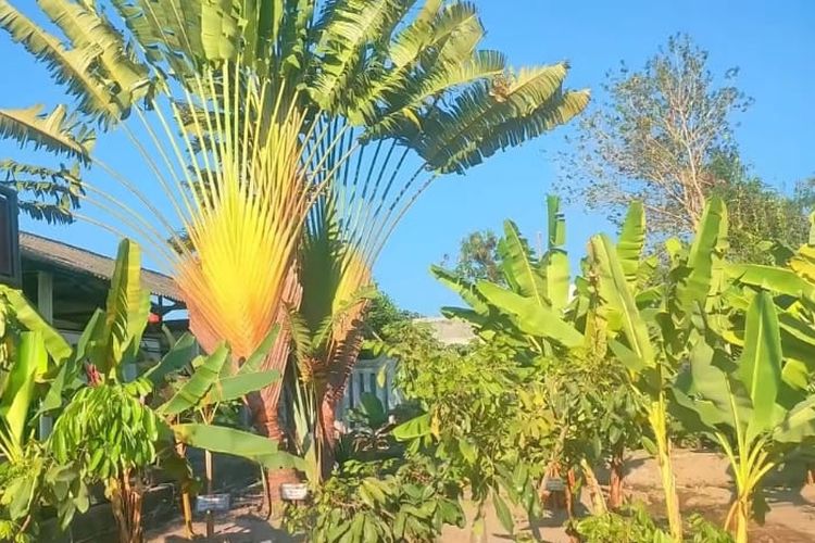 Punya Lebih dari 300 Jenis, Kebun Pisang di Jawa Tengah ini Jadi yang Paling Lengkap se-Asia?