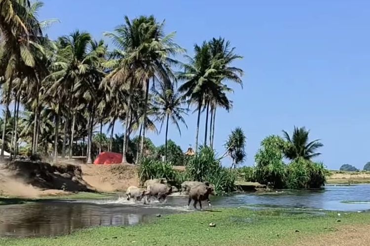 Surga Tersembunyi di Ujung Selatan Trenggalek, Ada Pantai Kerbau yang Tawarkan Ketenangan Pantainya?