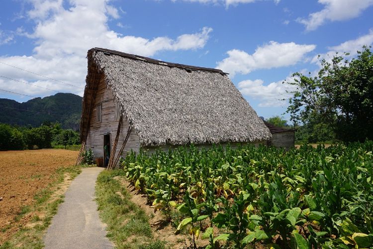 Sudah Ada Sejak Abad Ke-19 , Perkebunan Tembakau di Deli Serdang Ini Terkenal Hingga ke Mancanegara