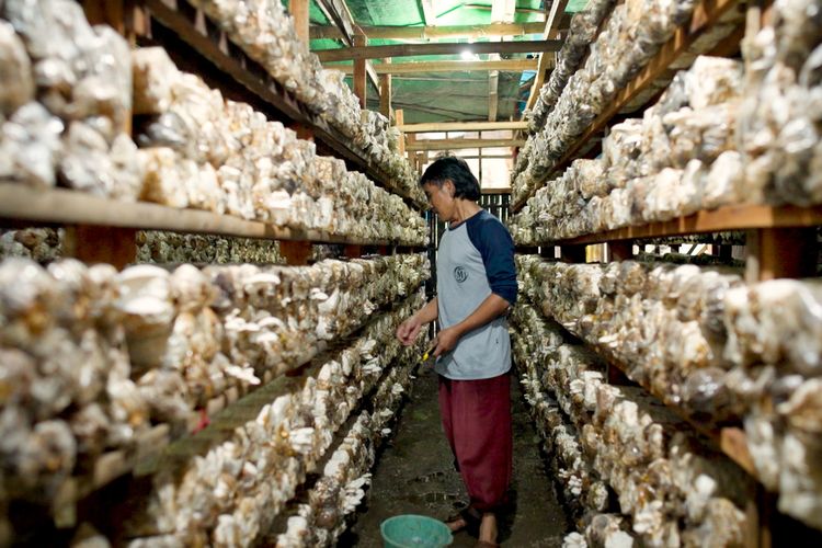 Mengenal Desa BRILIan Trawas: Giat Sukses Pelaku UMKM Kopi dan Jamur Tiram Berkat Inovasi dan Kreativitas