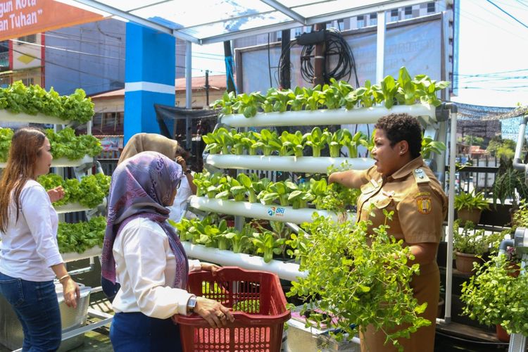 Inilah Kisah BRInita di Jayapura, Urban Farming Jadi Gaya Baru Bertani di Lahan Sempit