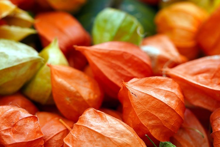 Ukuran Kecil Tapi Mahal! Ternyata Buah Ciplukan Bisa Terjual Seharga Ratusan Ribu Rupiah Per kg di Luar Negeri