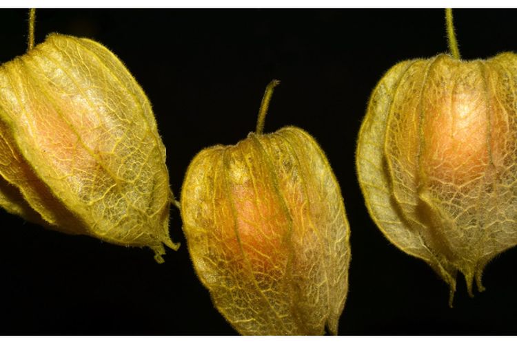 dr Saddam Ismail Ungkap Khasiat Buah Ciplukan yang Tumbuh Liar: Bisa Jadi Obat Radang Usus