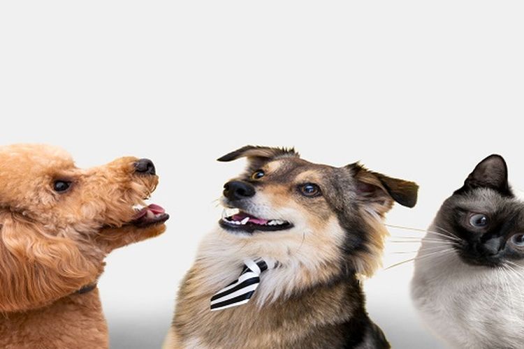 Tes Kepribadian: Jenis Hewan Peliharaan Ternyata Bisa Ungkap Karakter Seseorang, Ekstrovert atau Introvert?