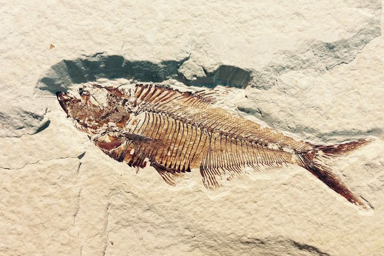 Sesepuh! Ditemukan 266 Fosil Spesies Siput dan Hiu Gergaji Berumur 3 Juta Tahun di Selandia Baru, Lokasi…