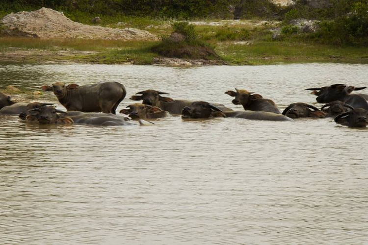 Unik! Inilah Destinasi Wisata Ternak Kerbau di Kalimantan Selatan yang Bukan di Daratan, Melainkan…
