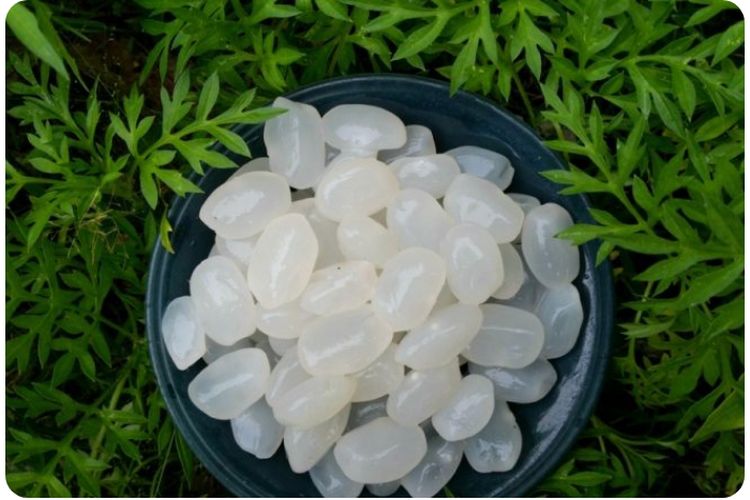 dr Saddam Ismail: Kolang-kaling Tidak Cuma Buat Es Buah, Ternyata Ada Banyak Manfaat Terutama untuk Kecantikan