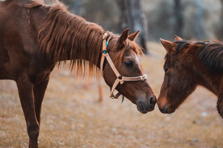 Dirajai Sulawesi Selatan! Inilah 3 Provinsi yang Memiliki Populasi Kuda Terbanyak di Indonesia