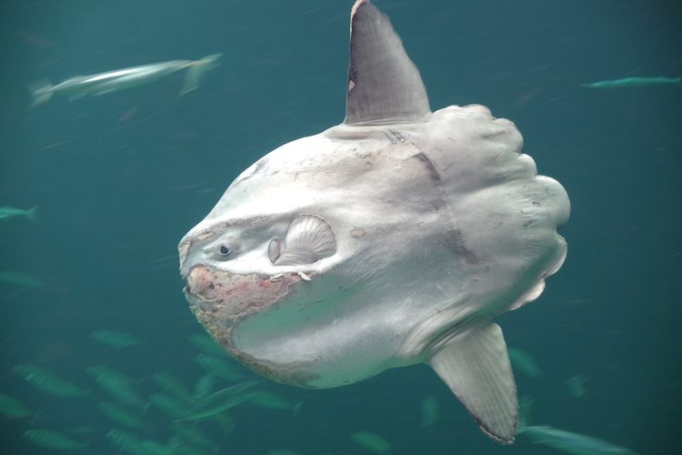 Sekali Bertelur Sebanyak 300 Juta Butir! Intip Fakta Menarik Hewan Berjuluk Sunfish yang Berbadan Besar Ini