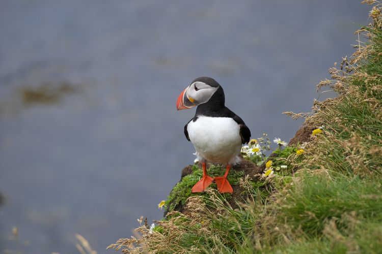 90 Jenis Spesies Ditemukan di Indonesia dalam Waktu 3 Tahun Terakhir, KLHK Sebut Asa Baru Dunia Konservasi
