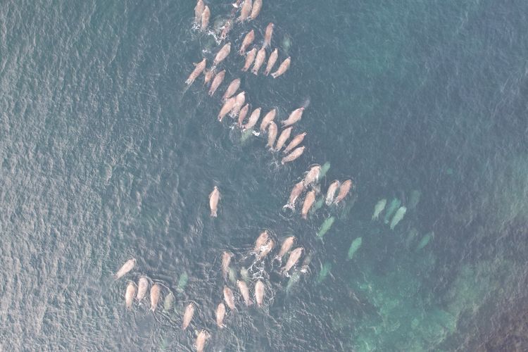 Dampak Suhu Panas Ekstrim, 120 Lumba-lumba Mengambang Mati di Sungai Amazon Brazil, Intip Hasil Risetnya