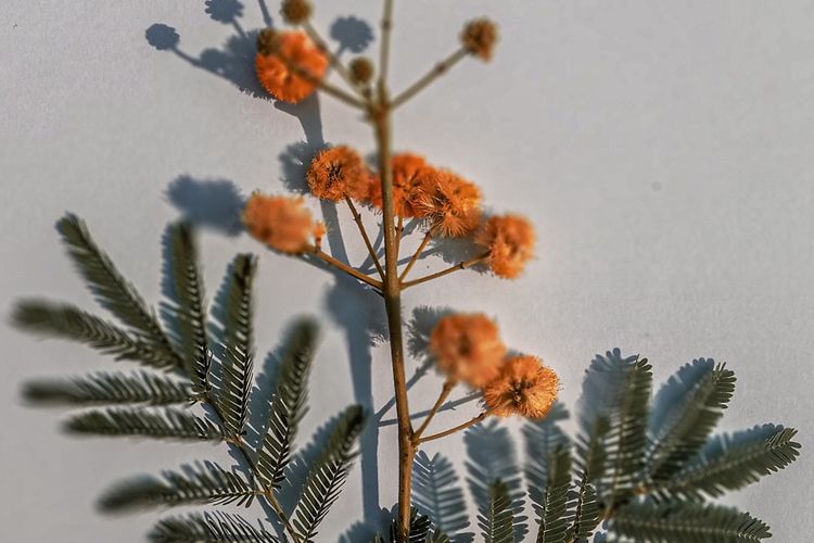 Daunnya Bisa Menutup Saat Disentuh, Peneliti Ungkap Putri Malu Ternyata Punya Ingatan Jangka Panjang Baik