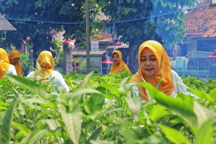 Peran Penting BRInita Ikut Jadikan Teh Herbal Sebagai Produk Unggulan Poktan Bensor Semarang