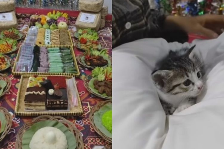 Momen Tasyakuran Akikah Anak Kucing Digelar Meriah oleh Si Pemilik, Warganet: Syariat Kok Dibuat Becandaan!