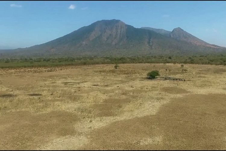 Dijuluki ‘Little Africa’, Savana di Baluran Jawa Timur Ini Suguhkan Pesona Berbeda Tiap Musim, Intip Luasnya