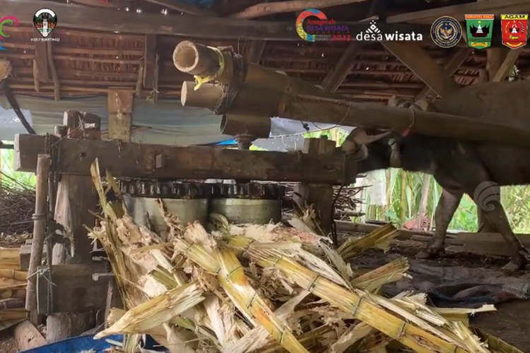 Menilik Saka Lawang: Pengolahan Tebu Secara Tradisional di Kabupaten Agam, Masih Pakai Tenaga Kerbau?