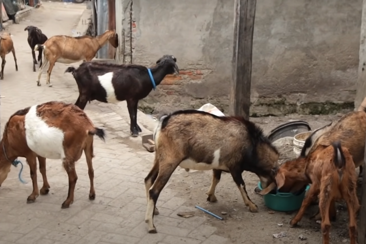 Aneh Bin Ajaib! Kambing di Pulau Bungin NTB Ini Tidak Pernah Makan Tumbuhan Tapi Uang Kertas, Benarkah?