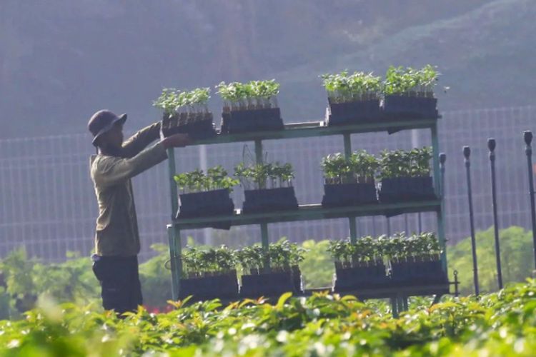 Mau Jadi Penyuluh Kehutanan? Intip Dulu Gaji dan Tunjangan PNS Kementerian LHK yang Bakal Didapat, Apa Saja Ya?