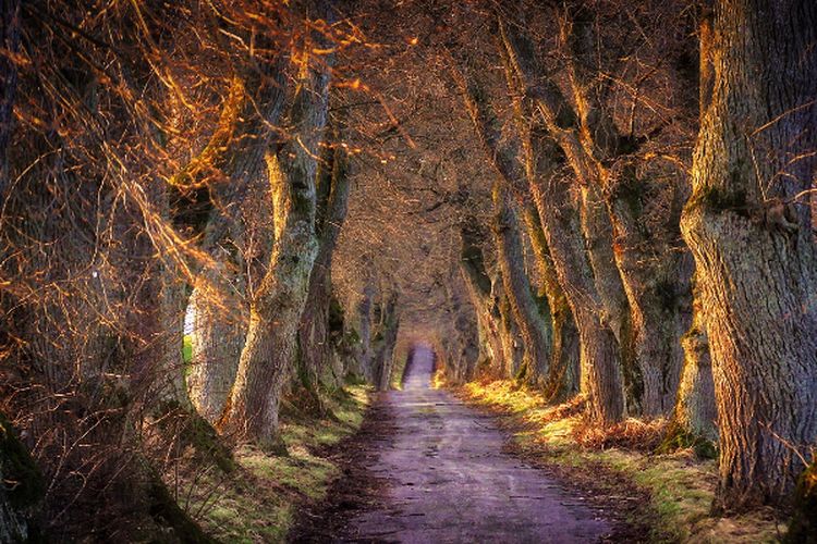 Kakek Lansia Jadi Pahlawan Penghijauan Hutan Gundul Gersang di Perkampungan Kecil Wonogiri, Siapa Namanya?