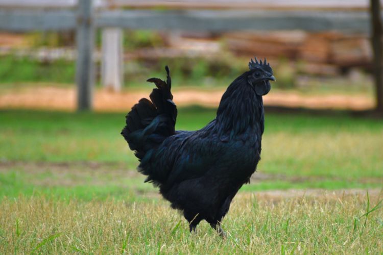 Ayam Termahal di Dunia Ada di Indonesia! Cemani Asli Temanggung Ini Sampai Dijuluki Lamborghini, Harganya?