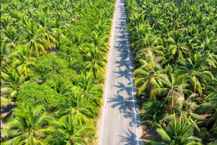 Tertekan Harga CPO Dunia, Kas Perusahaan Milik Crazy Rich Kalimantan Selatan Ini Terjun 85 Persen, Kini Asetnya Tersisa Segini